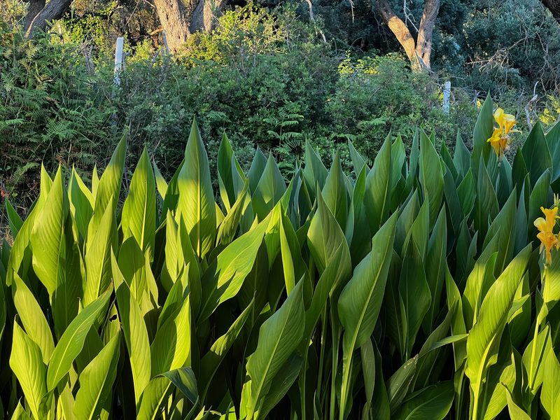 Green leaves in evening sunlight